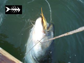 silure jacky 10.jpg
